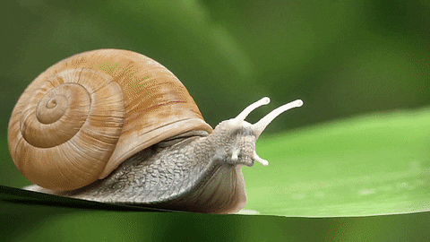 snails GIF