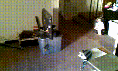 Dogs Running GIF