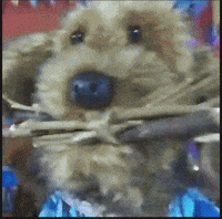 Perros Palitos GIF by LIBERUM
