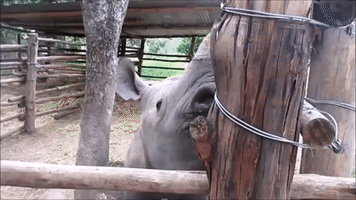 Black Rhino Needs Some Table Manners