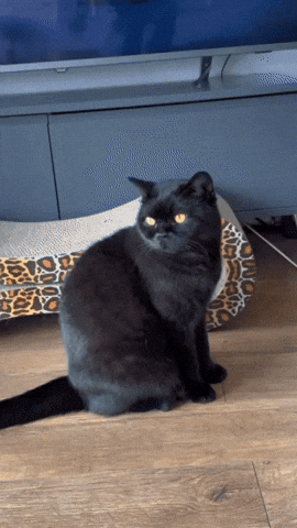 Black Cat Meow GIF