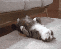 pu GIF