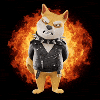 Angry Shiba Inu GIF by Doge Pound