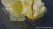 slime molds video GIF by KQEDScience