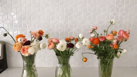 daniellefulawka giphyupload GIF