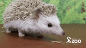 rwpzoo hungry eating hedgehog nom nom nom GIF