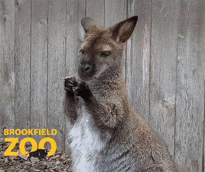 Dinner Eating GIF by Brookfield Zoo