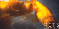 bbc one fish GIF by BBC