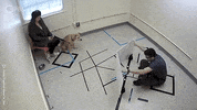 Pbs Nature Dog GIF by PBS Digital Studios