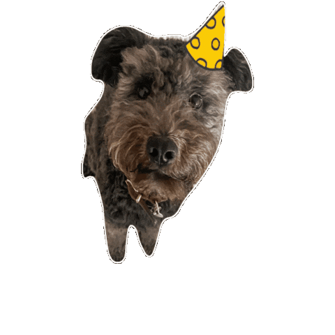 nutzonlinemarketing giphyupload hund Sticker