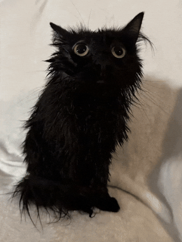 Sog Wet Cat GIF