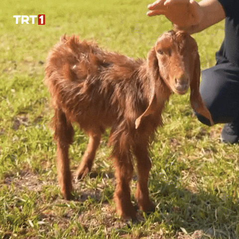 Darling Love GIF by TRT