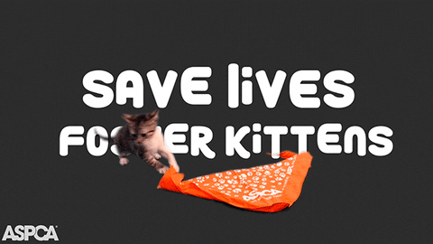 cat kitten GIF by ASPCA