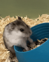 Hungry Hamster GIF