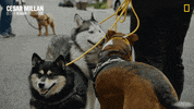 Nat Geo Dog GIF by National Geographic Channel