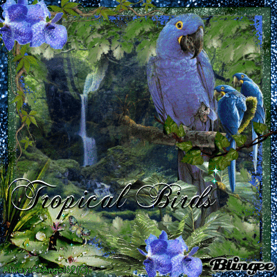 tropical GIF