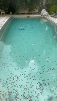 'Don't Think I'll Go for a Swim This Morning': Frogs Take Over Backyard Pool