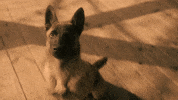 Dog Please GIF by Better Noise Music