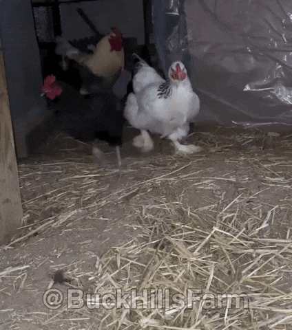 Brahma Chicken Falling GIF by Buck Hills Farm