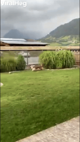 Crazy Juna Dog Gets Garden Zoomies 
