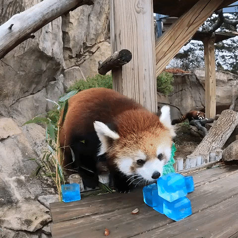 Red Pandas Treated to Festive Ice Blocks at Milwaukee Zoo