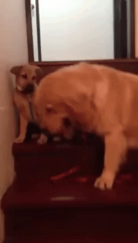 Golden Retriever Teaches Puppy to Use the Stairs