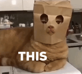 fightmilker giphyupload serious cat gif cat gifs GIF