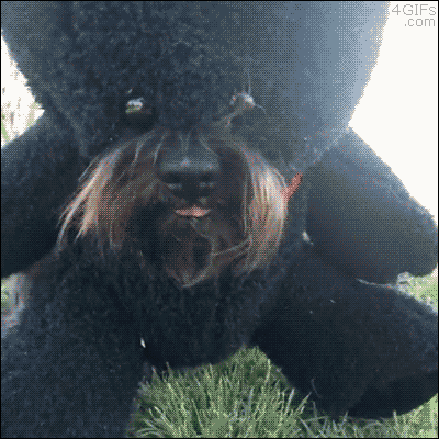 bear teddy GIF