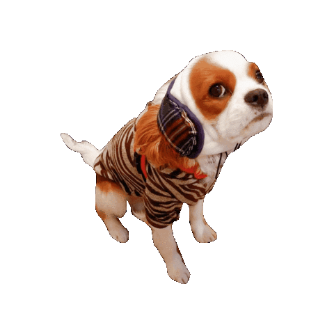 Dogs Love Sticker