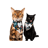 Black Cat Cats Sticker by Geekster Pets