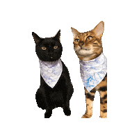 Black Cat Cats Sticker by Geekster Pets