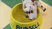 Russell plays in bowl