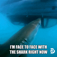 Explore Belly Of The Beast GIF by Shark Week