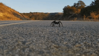 Huge Tarantula Takes to the Road in California Nature Reserve
