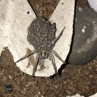 Incredible Footage Shows Hatchlings Rest on Mother Wolf Spider's Back