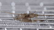 hair lice GIF by PBS Digital Studios