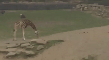 Giraffes Get Friendly With a Rabbit
