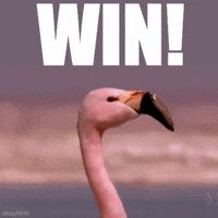 ForwardMadisonFC win flamingo forward madison forward madison fc GIF