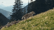 Episode 2 Family GIF by PBS