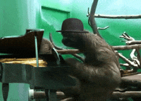 make sloth GIF