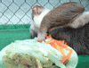 sloth eating GIF
