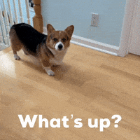 Whats Up Dog GIF