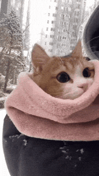 Cat Snow GIF