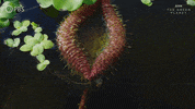 Growing Bbc GIF by PBS
