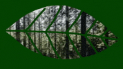 Fresh Air Tree GIF by Barbara Pozzi