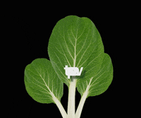 iFarm new green new post tap GIF