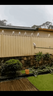 cuteanimalland giphyupload GIF