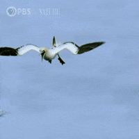 Pbs Nature Ocean GIF by Nature on PBS