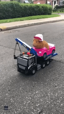 Guinea Pig Hitches a Ride on Toy Truck in Montreal