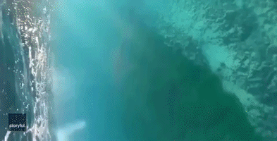 Shark Gives Snorkeling Siblings a Scare Off New South Wales Coast